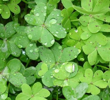 Beneficios de Ambada o Sorrel (hojas de Gongura)