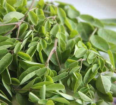 Beneficios del árbol de Moringa salud, piel, cabello, medicamentos