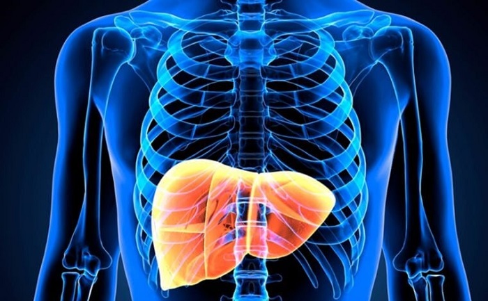 ¿Puede un hígado dañado curarse a sí mismo?