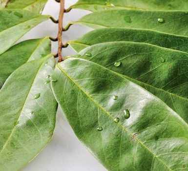 Beneficios de las hojas de guanábana piel, cabello, gota, sueño, cáncer, osteoporosis, diabetes, trastornos de la sangre, hipertensión