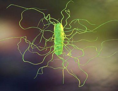 infección por clostridium difficile o c difficile