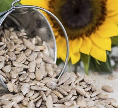 Beneficios para la salud de las semillas de girasol o Surajmukhi Ke Beej