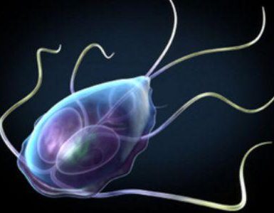 ¿Cómo se propaga la giardiasis?