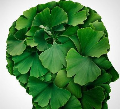 Qué es el Ginkgo Biloba y cómo funciona
