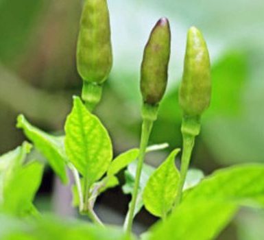 Beneficios de las hojas de curry para la piel, el cabello y la salud en general