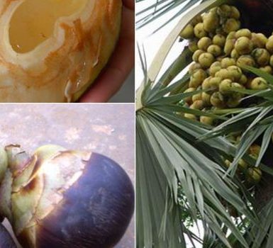 Beneficios para la salud de Palm Toddy (Neera) y sus efectos secundarios