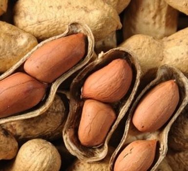 Beneficios para la salud de comer maní hervido (maní o mungfali)