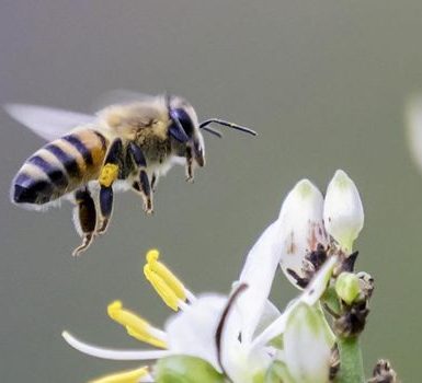 Cuáles son los alimentos a evitar si usted es alérgico a las picaduras de abeja