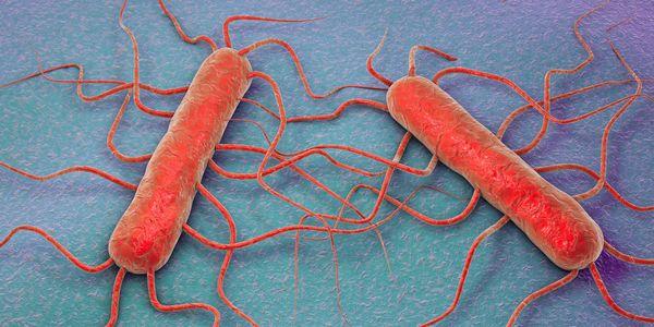 Cuáles son los primeros signos de la listeria