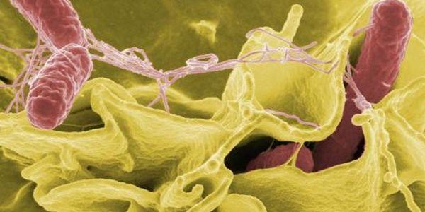Cuáles son los tratamientos alternativos para la listeria