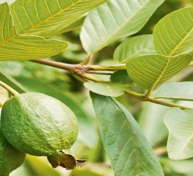 Maravilloso cabello, piel y beneficios para la salud de las hojas de guayaba (Jam Ke Patte)