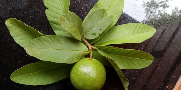 Son las hojas de guayaba buenas para la piel y el cabello
