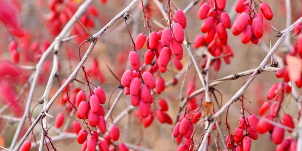 increíbles beneficios para la salud de Barberries
